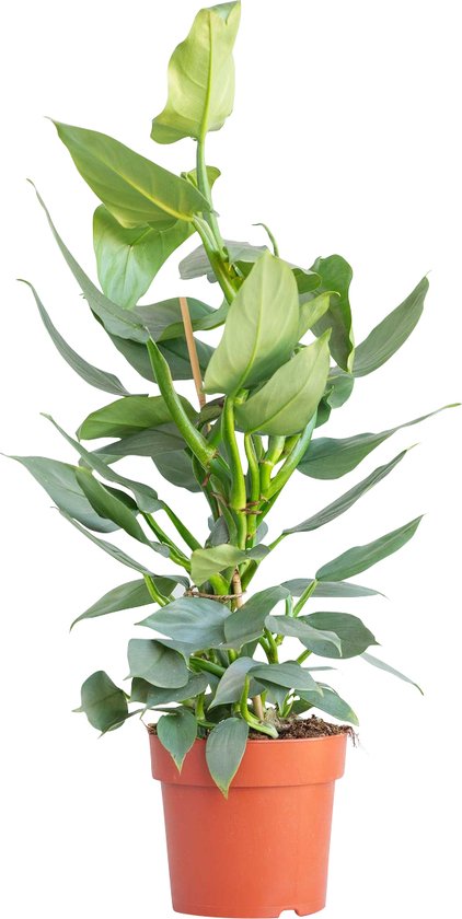 Philodendron hastatum