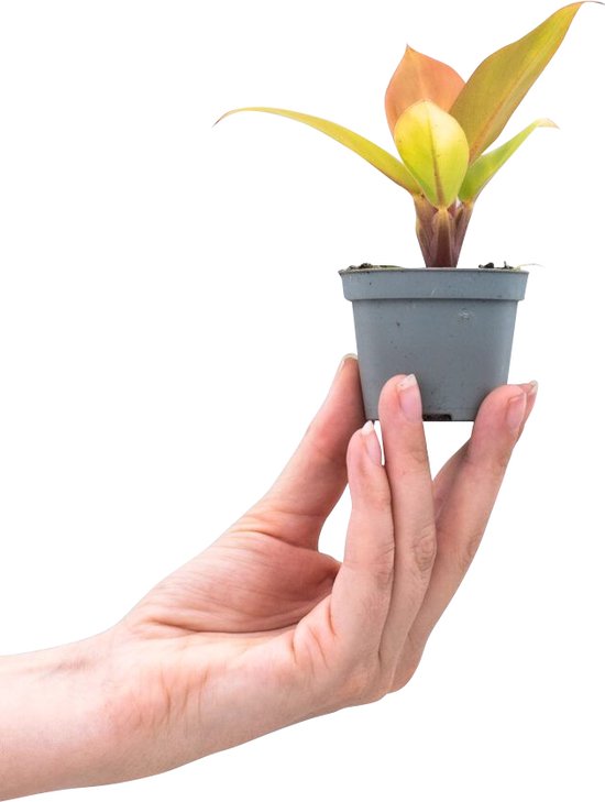 PLNTS - Philodendron Prince Of Orange