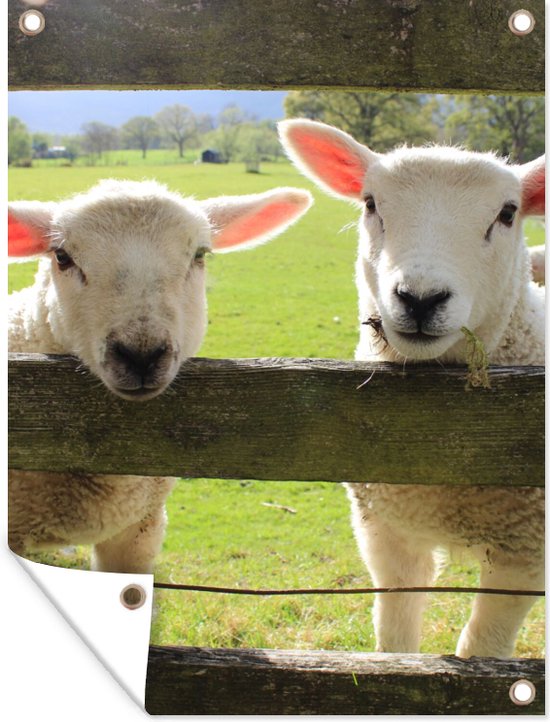 Tuinposter - Schaap - Dieren - Boerderij - Tuindoek - 30x40 cm - Tuinschilderij - Muurdecoratie - Wanddecoratie