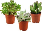 ZynesFlora | Mini Cactus Mix - 3 Pièces - Cactus - Plante d'intérieur - Cadeau pour cactus