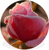 Lueur chaude sur une assiette en plastique cercle mural rose gelée ⌀ 30 cm - impression photo sur cercle mural / cercle vivant (décoration murale)