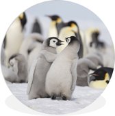 WallCircle - Wandcirkel ⌀ 30 - Pinguïn - Sneeuw - Baby - Ronde schilderijen woonkamer - Wandbord rond - Muurdecoratie cirkel - Kamer decoratie binnen - Wanddecoratie muurcirkel - Woonaccessoires
