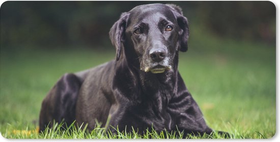 Muismat XXL 80x40 cm - Bureau onderlegger - Bureau mat Een zwarte labrador in het gras - Bureaumat - Gaming mousepad xl - Bureaulegger groot - Computer deskmat
