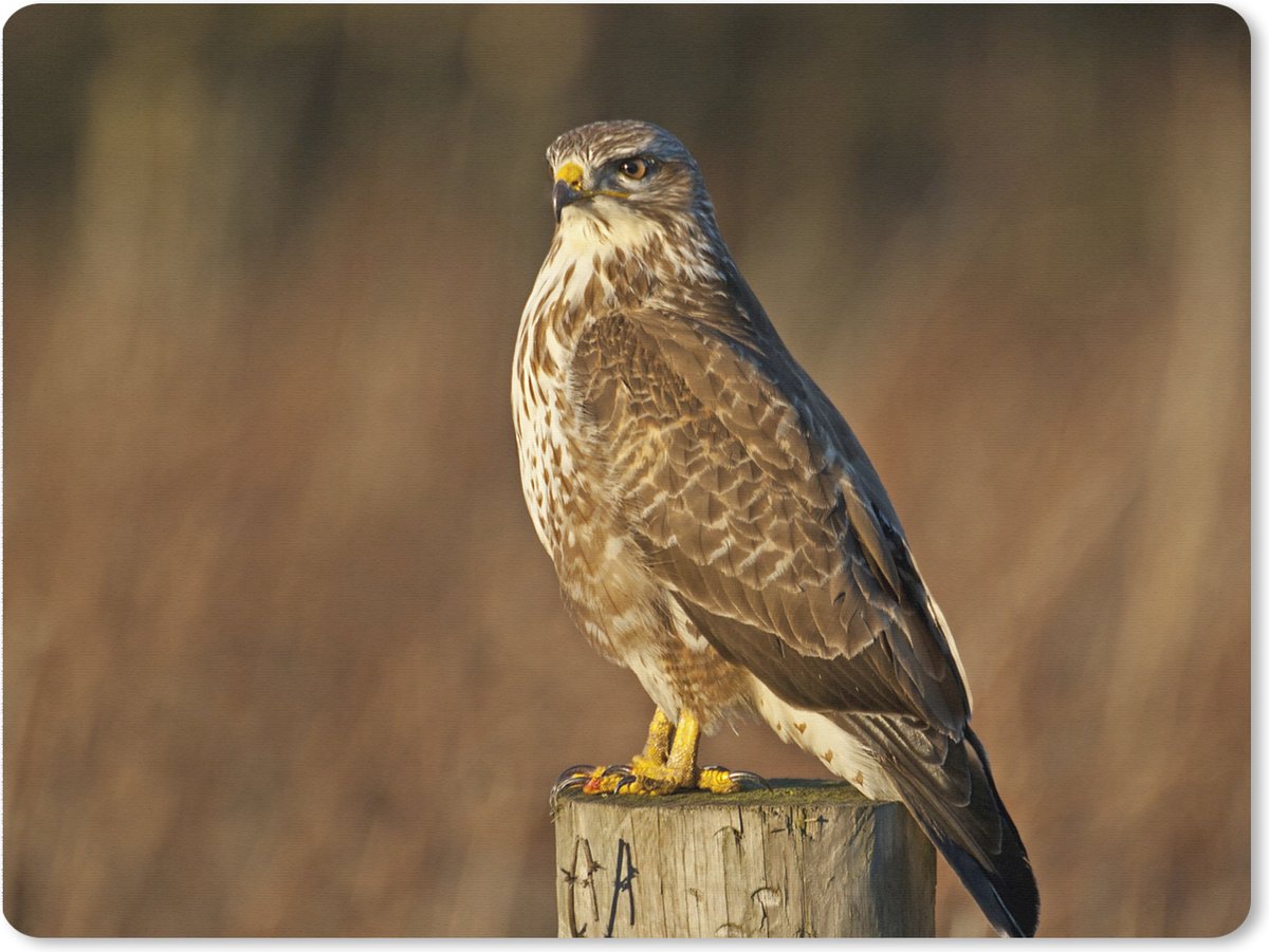 Muismat XXL 80x60 cm - Bureau onderlegger - Bureau mat Een buizerd zit op een paal tijdens herfst - Bureaumat - Gaming mousepad xl - Bureaulegger groot - Computer deskmat