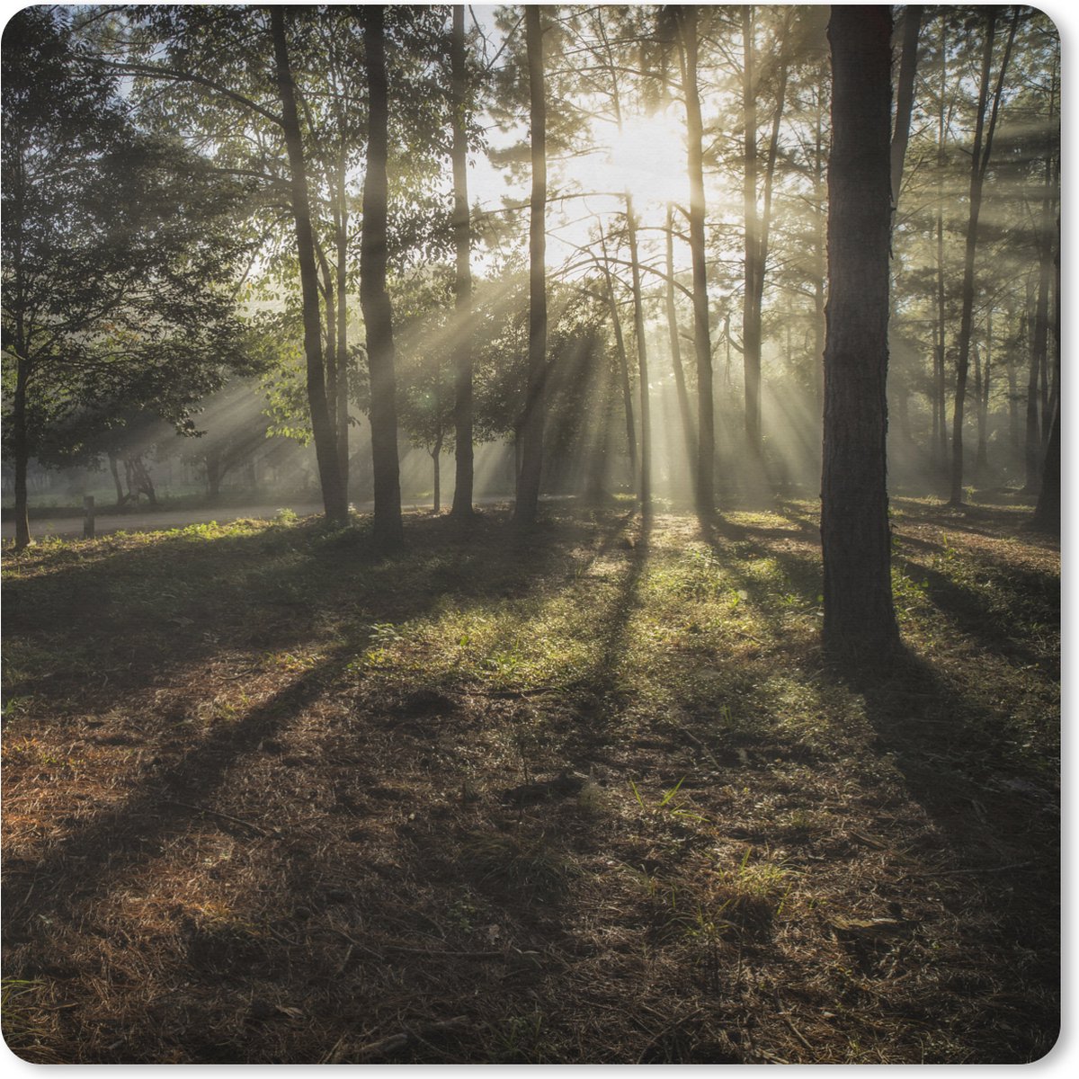 Muismat XXL 40x40 cm - Bureau onderlegger - Bureau mat Bos - Zon - Mist - Bureaumat - Gaming mousepad xl - Bureaulegger groot - Computer deskmat
