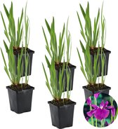 6x Iris 'Kaempferi' – Japanse Iris – Vijverplant –Winterhard – ⌀9 cm - 20-30 cm