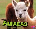 Farm Animals - Alpacas