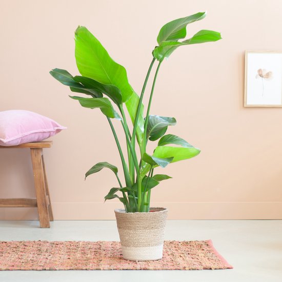FLORASELF Paradijsvogelplant Strelitzia nicolai potmaat 27 cm H 130 cm kopen FLORASELF Paradijsvogelplant Strelitzia nicolai potmaat 27 cm H 130 cm kopen