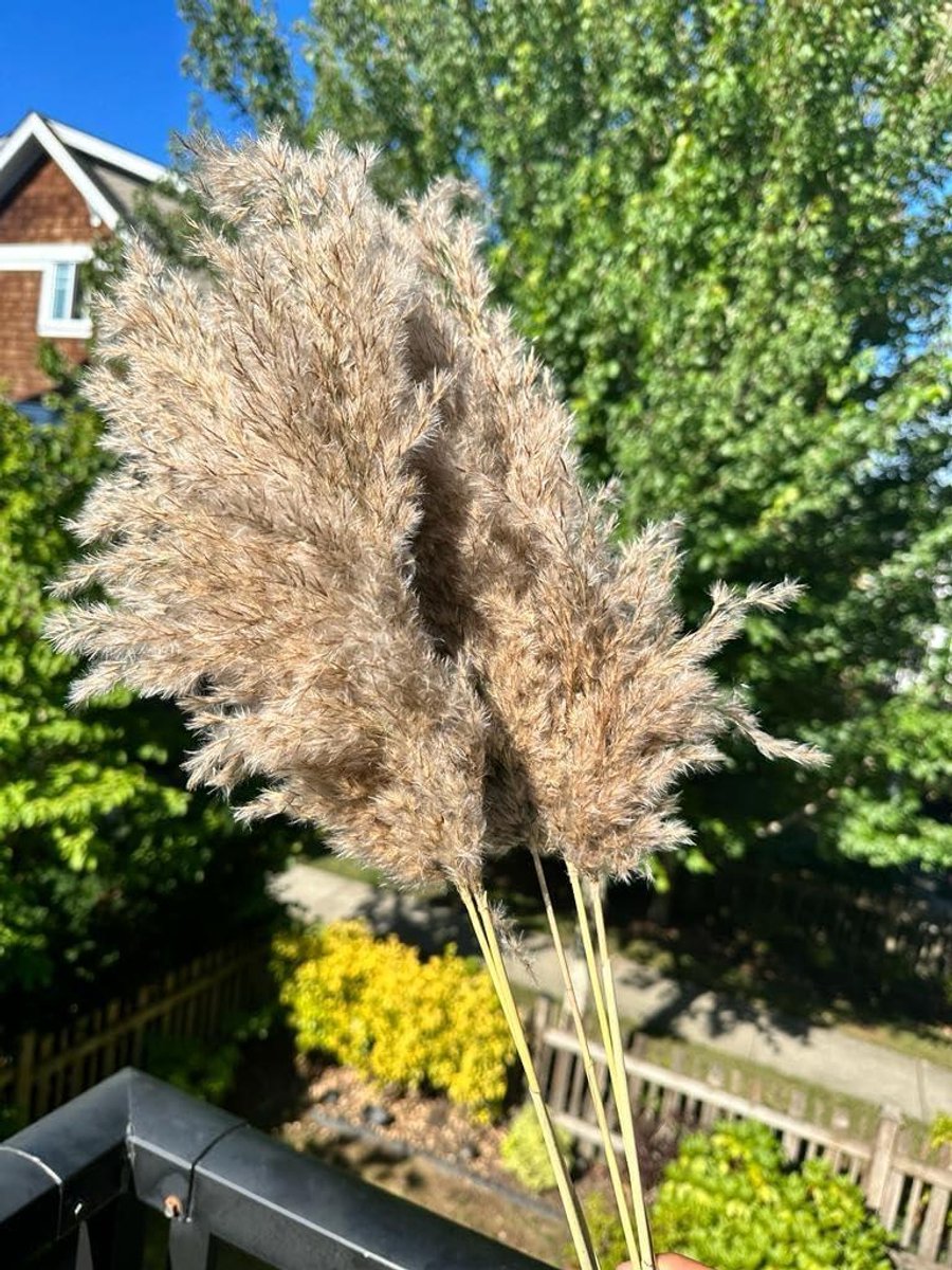 Gedroogde pampasgras - Rietstengels decoratie - Huis aankleden - Natuurlijke uitstraling - 20 stuks 60 cm - Wit