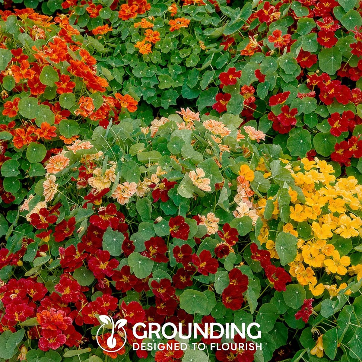 SnelShoppen - Dwarf AST Indian Cherry Whirley Bird (Tropaeolum majus) 100+ zaden - Compacte multicolor mix voor potten, plantenbakken en borders - Eur