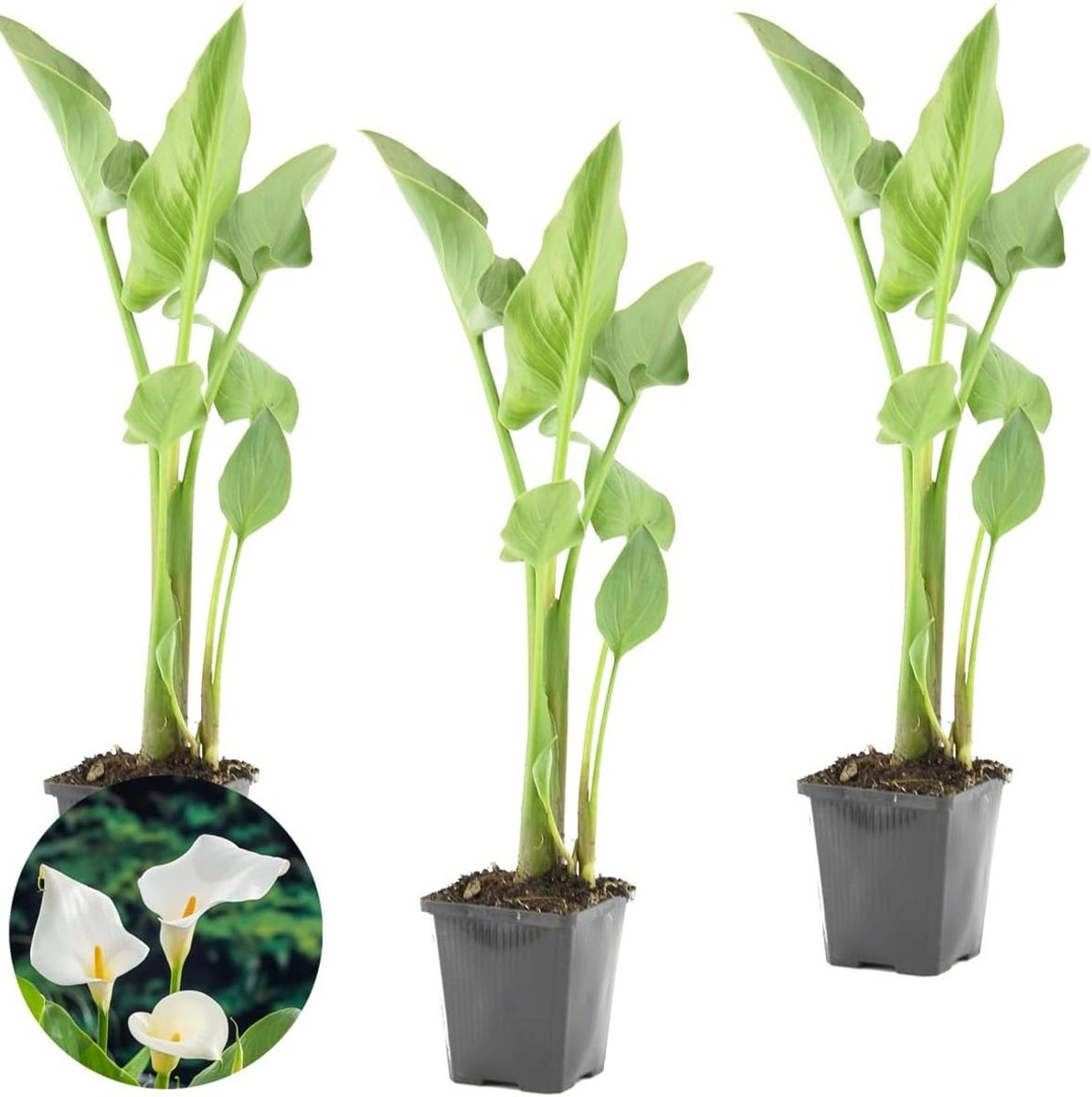 Vijverplanten Set - Aronskelk Calla - Natuurlijke Vijver - Winterhard Geurend - 3 Stuks - Wit