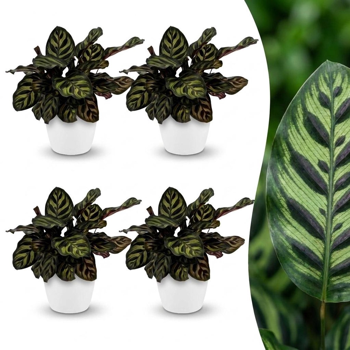 Green boutiQ - Calathea Makoyana - Pauwenplant - 4 Planten - met Potter Wit - Pot 12cm - Hoogte - 25cm