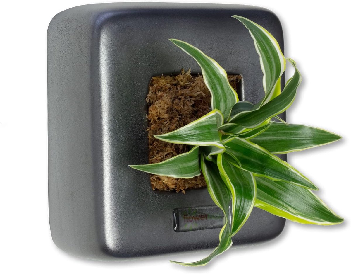 Flowerbox Box 1 - anthracite - 16x16 cm - ShopVlot