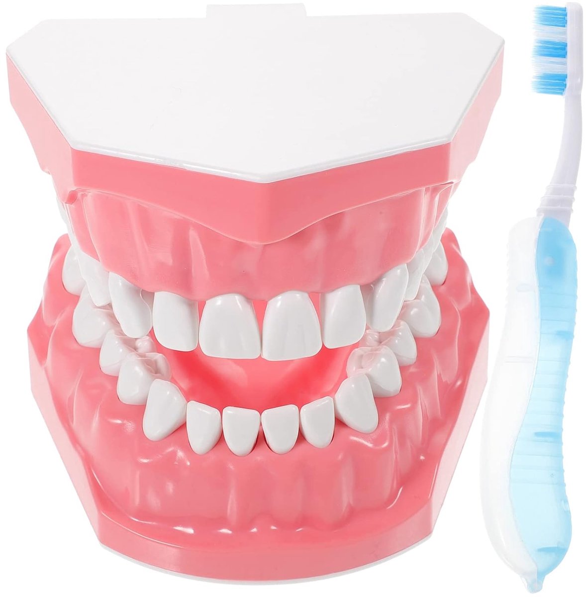 UKCOCO Standard tooth model, practical toothbrush model, tipodont teeth, model Gengiva, anatomical demonstration - ShopVlot