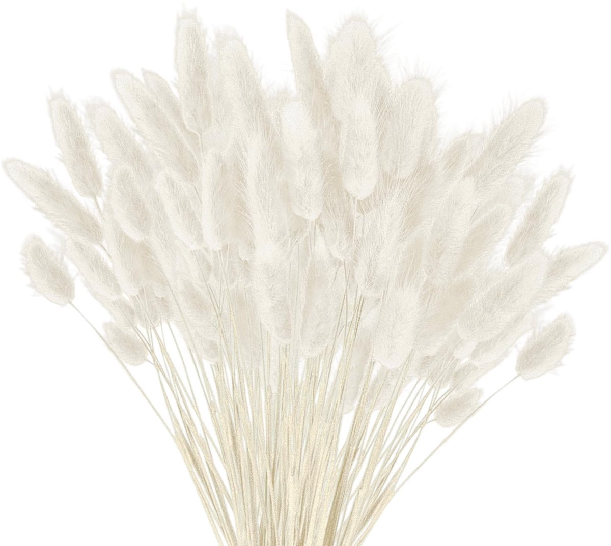 Solidchoice - Set van 120 Drogen Pampasgras voor Decoratie