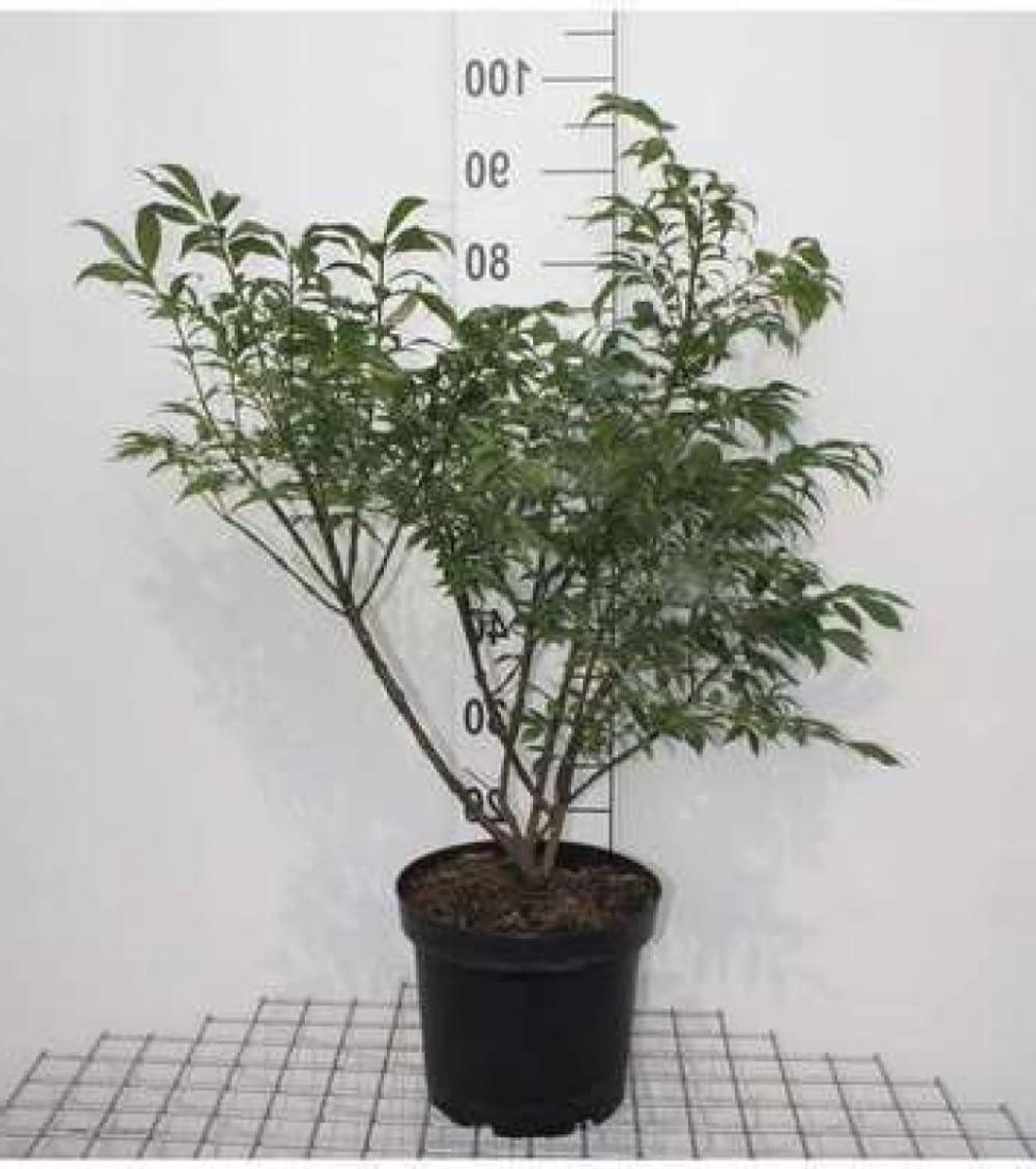 Kardinaalshoed Struik - Dwerg Kardinaalsmuts - Tuin Decoratie - Vierkante Takken - 50-60 cm - Groen