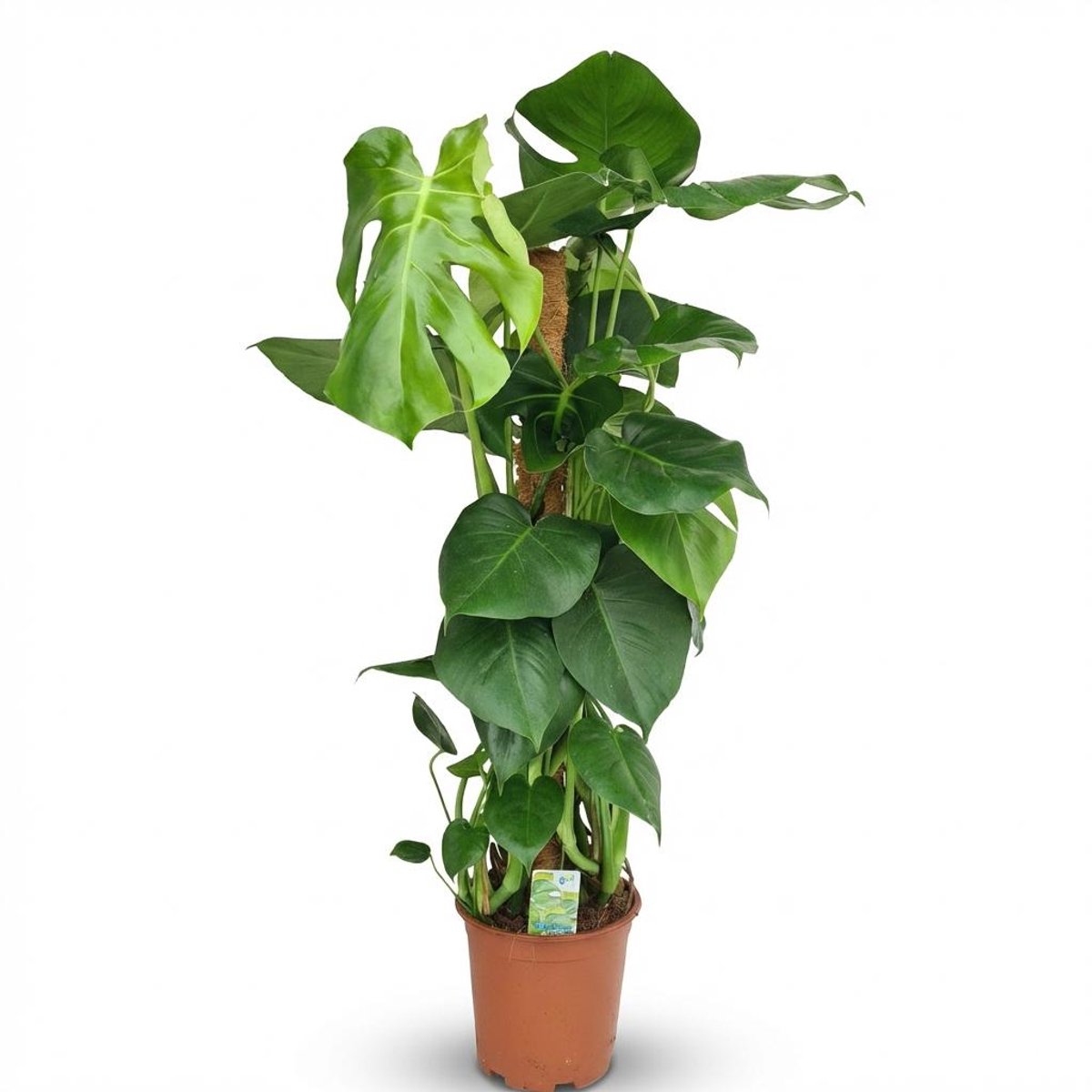 Plantenboetiek.nl | Gatenplant - Monstera Deliciosa mosstok - Groen - Weinig onderhoud - Ø19cm - 80-90cm hoog - Kamerplant - Groenblijvend