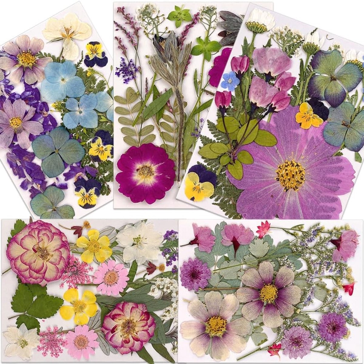 Dried Pressed Flowers Set van 100 Stuks voor Resin, Scrapbooking en Ambachtelijke Creaties, Geschikt voor Sieraden, Telefoonhoesjes en Kaarsen Maken