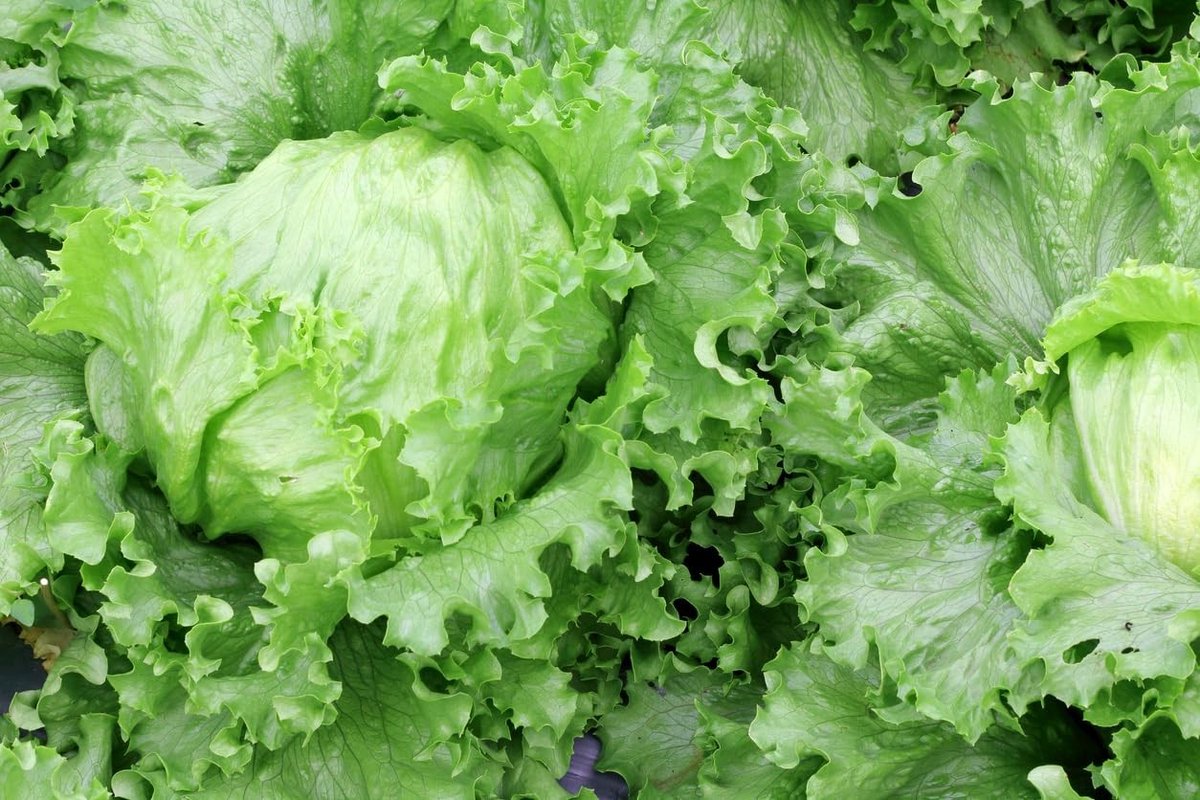 Solidchoice - 1000 Zaden IJsbergsla - Heerlijke Salade Groente