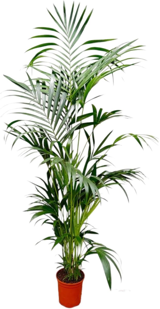 Elzusha - Kentia Palm - Howea Forsteriana - Hoogte 190-210 cm - Potmaat Ø24 cm