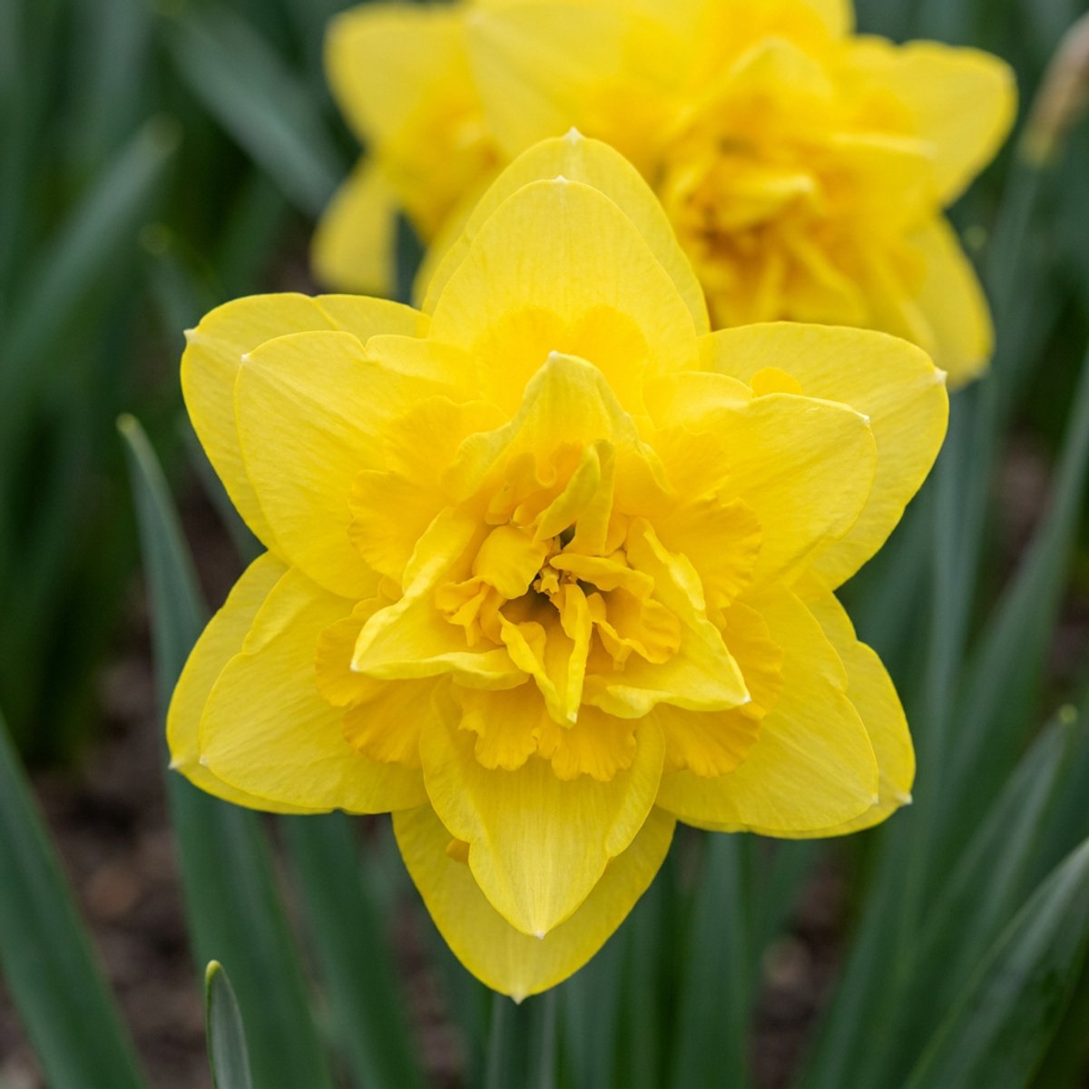 Green boutiQ - 10x Narcissus Golden Ducat - Gevulde gele narcis - Geel - Voorjaarsbloeier - Bolmaat 12/14
