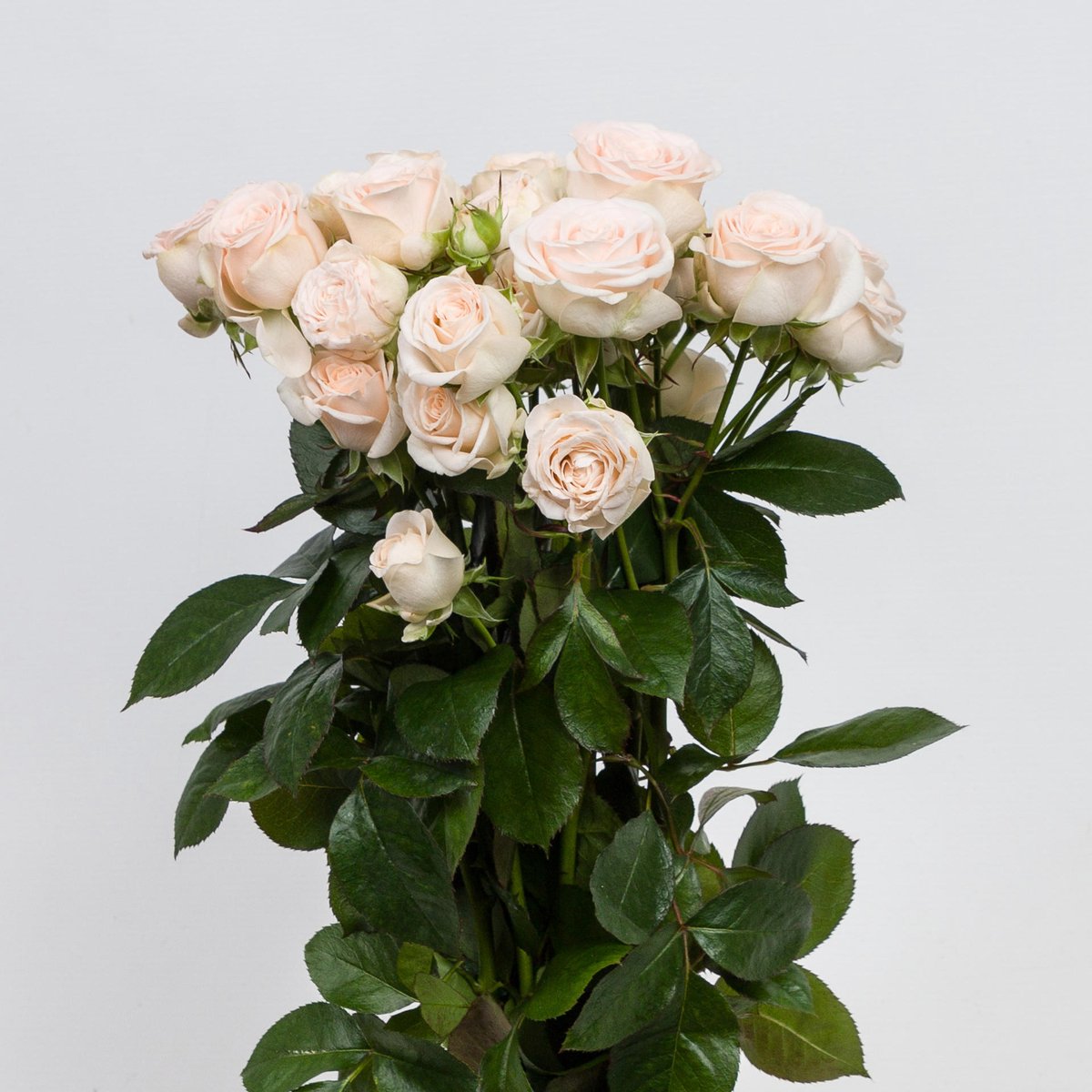 10x Rosa sofie 50cm