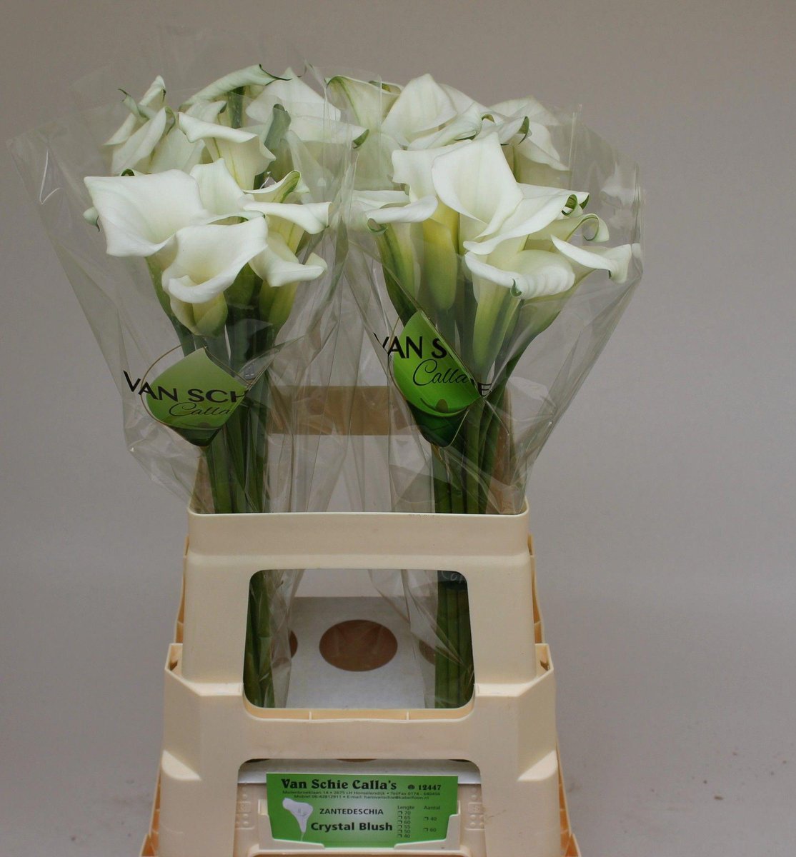 10x Zant.crystal blush 60cm