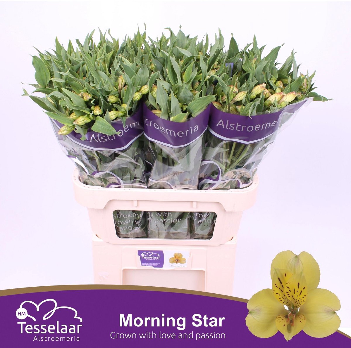 10x Alstroemeria morning star 70cm