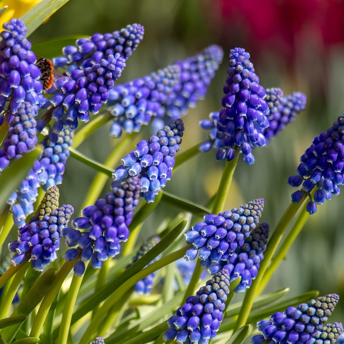 Blauw druifje armeniacum (muscari) | 75 stuks | Blauw | Muscari bollen