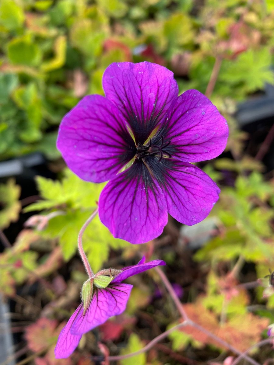 6x Geranium 'Ann Folkard' - Ooievaarsbek - P9 Pot (9 x 9cm) - Dima Vaste Planten