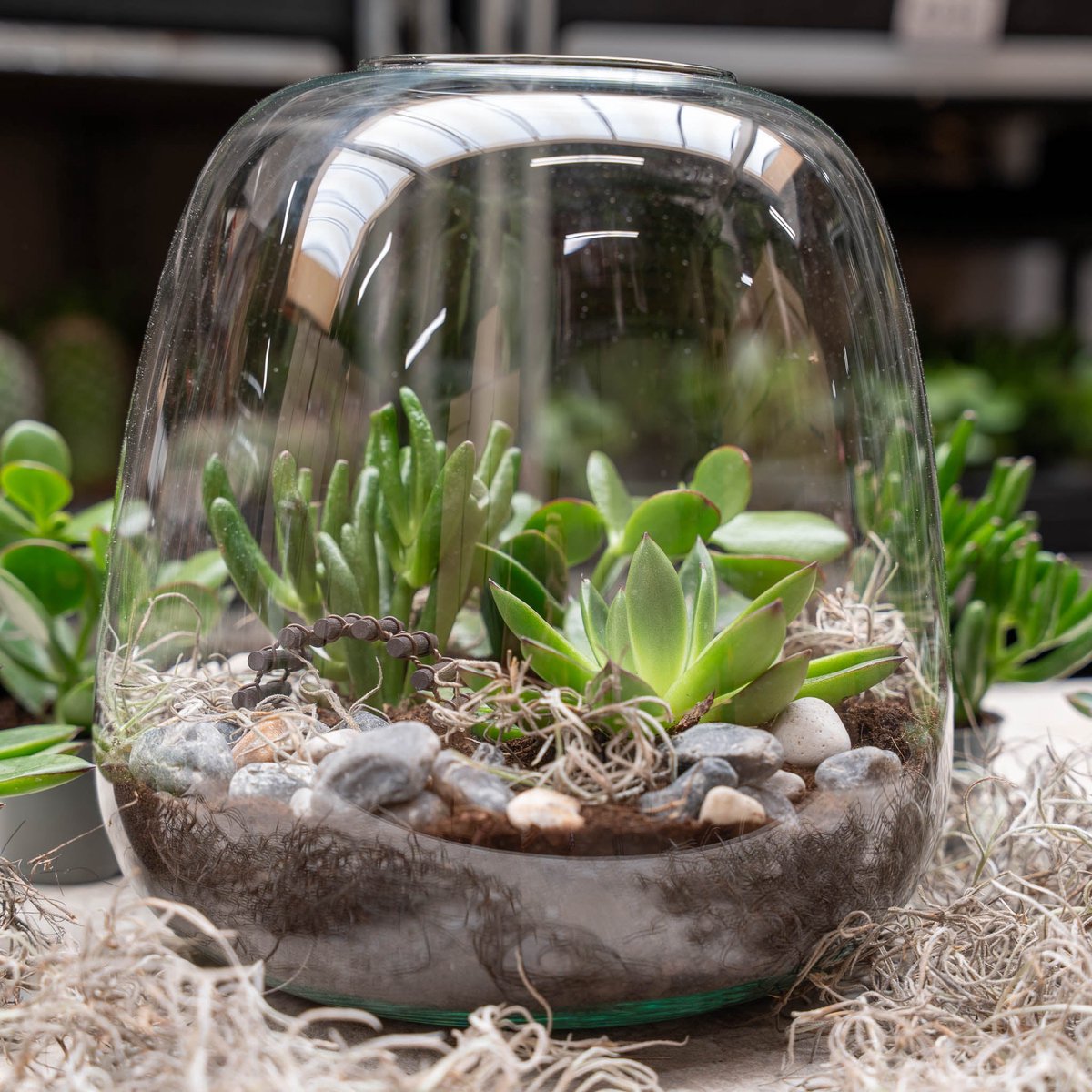 Emma Succulent - Open terrarium - Flessentuin DIY kit - Ø 23 cm ↑ 25 cm
