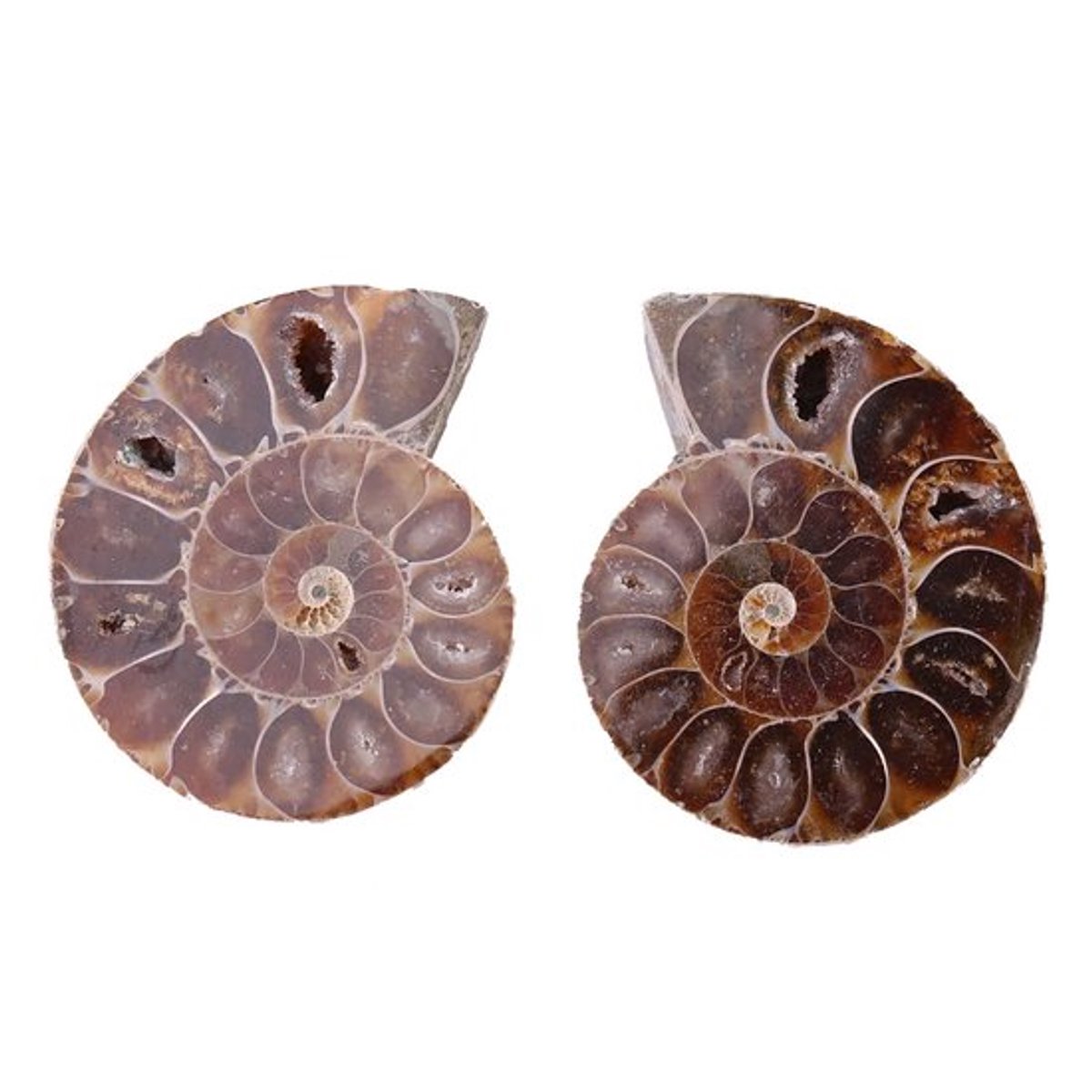 Jhubersproducts - Ammoniet Fossiel Specimen - Educatief Fossiel
