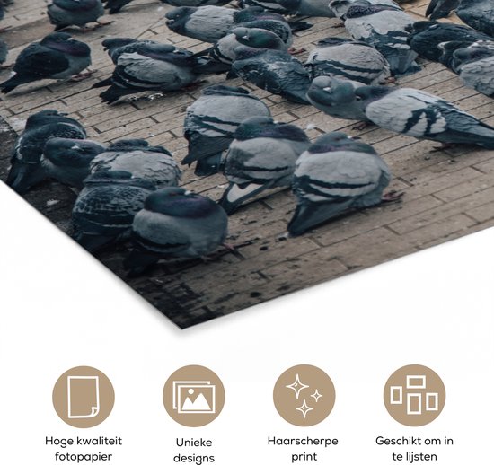 Affiche - Un grand groupe de pigeons dans la rue - 30x20 cm