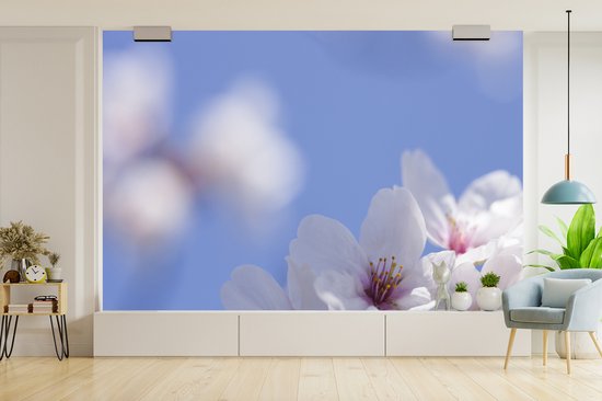 Papier peint Papier peint photo en vinyle - Gros plan d'une fleur de cerisier largeur 420 cm x hauteur 280 cm - Tirage photo sur papier peint (disponible en 7 tailles)