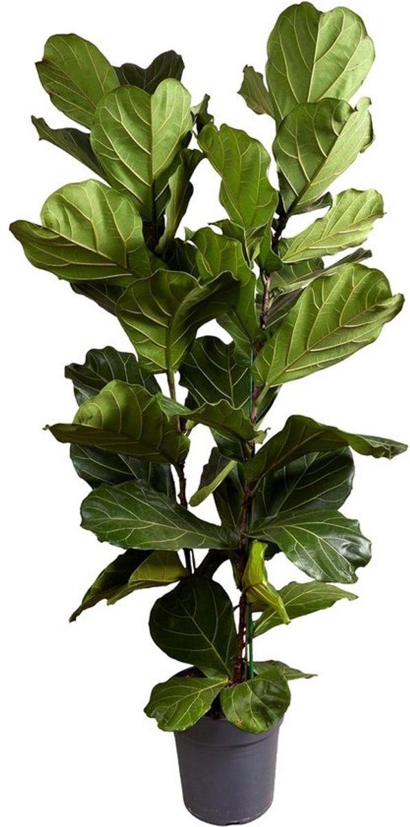 Ficus Lyrata - Vioolsnavelplant - XXL - 140-160 cm - Luchtreinigend - Lage onderhoud - Pot 30 cm