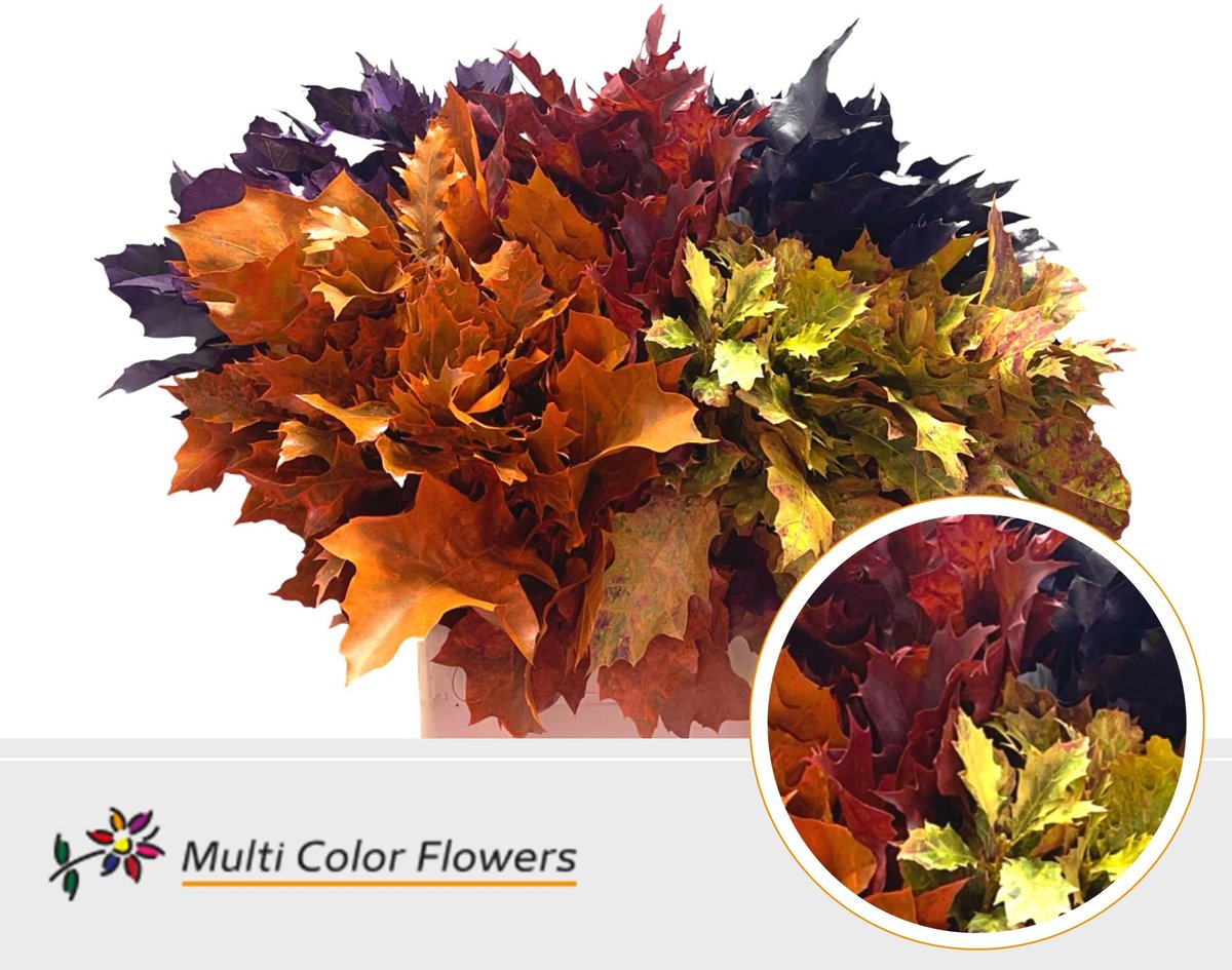 100x Sg quercus herfst mix 60cm