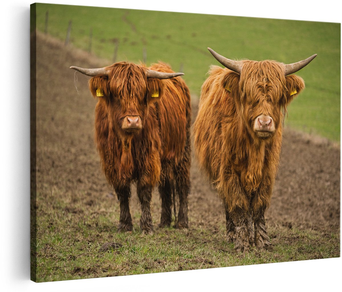 Artaza Canvas Schilderij Twee Schotse Hooglanders in de Weide - 180x120 cm - Groot - Foto Op Canvas - Wanddecoratie Woonkamer
