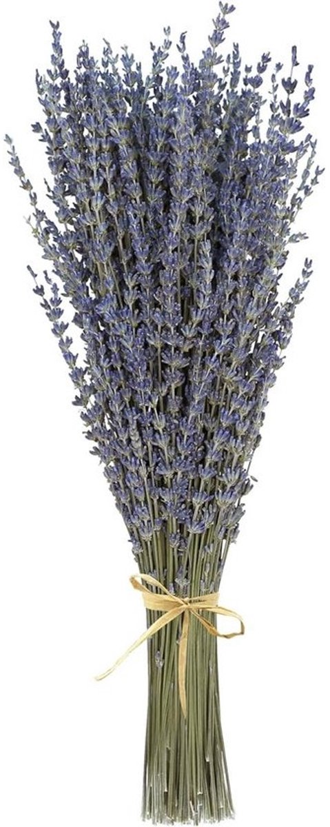 Droogboeket met Gypsophila en Lavendel - 100% Natuurlijke Decoratieve Bloemen voor Bruiloften en Decoratie