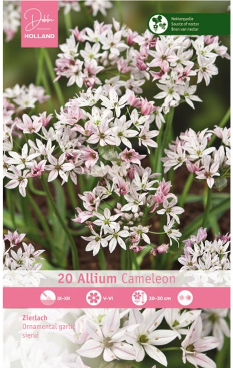 Knoflook (Allium sativus) - Allium Cameleon - Sierui - Bijen-Vlinders - Snijbloemen - Voorjaarsbollen - bloeit in Juni / Juli