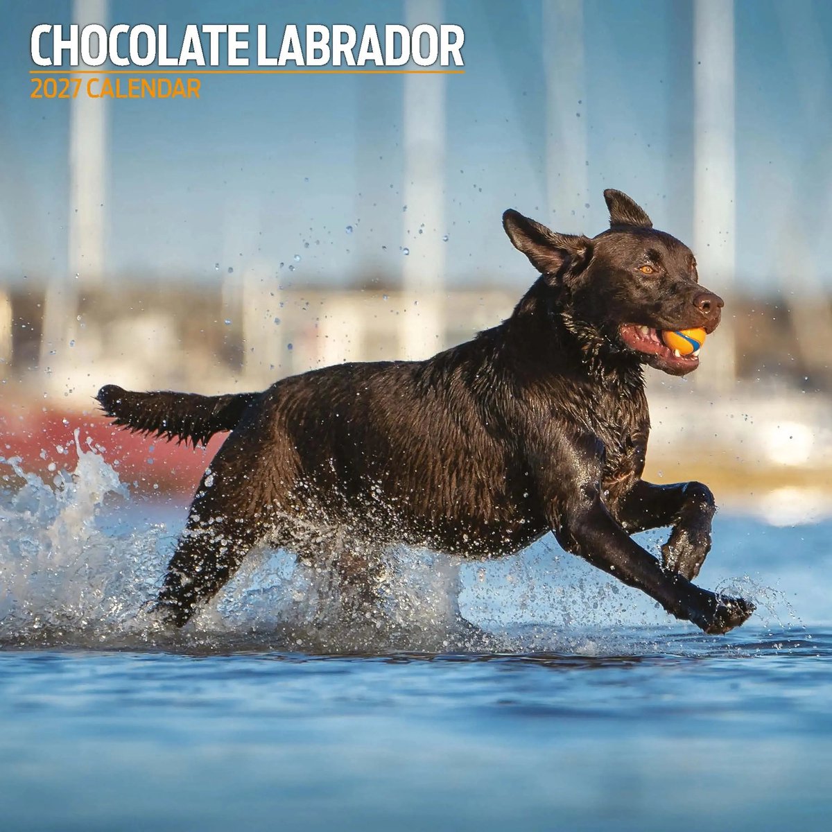 Labrador Retriever Bruin Kalender 2027
