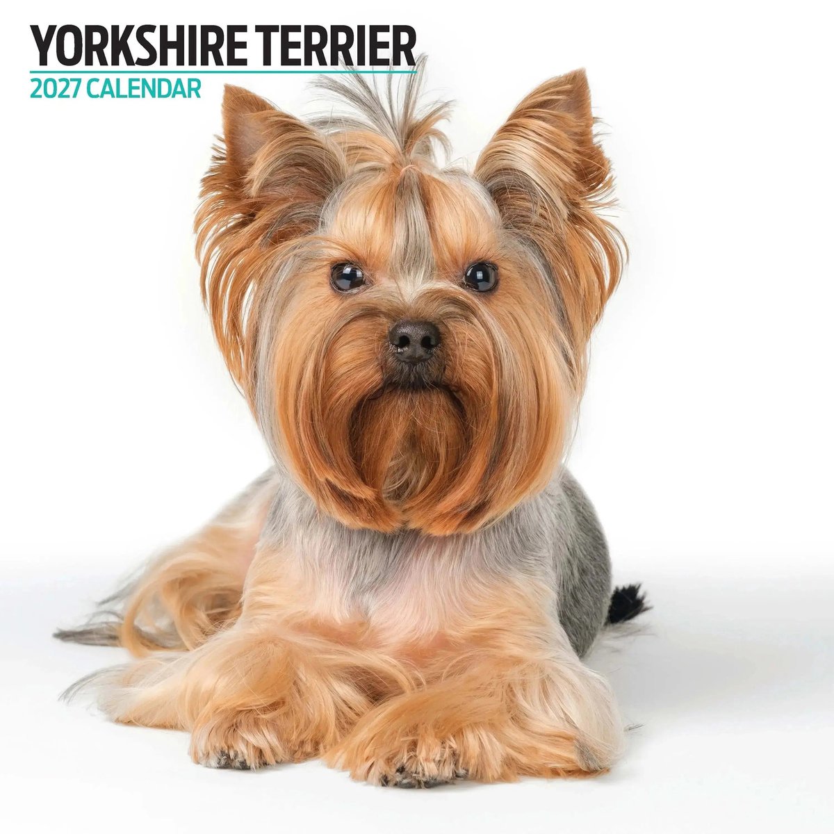 Yorkshire Terrier Modern Kalender 2027