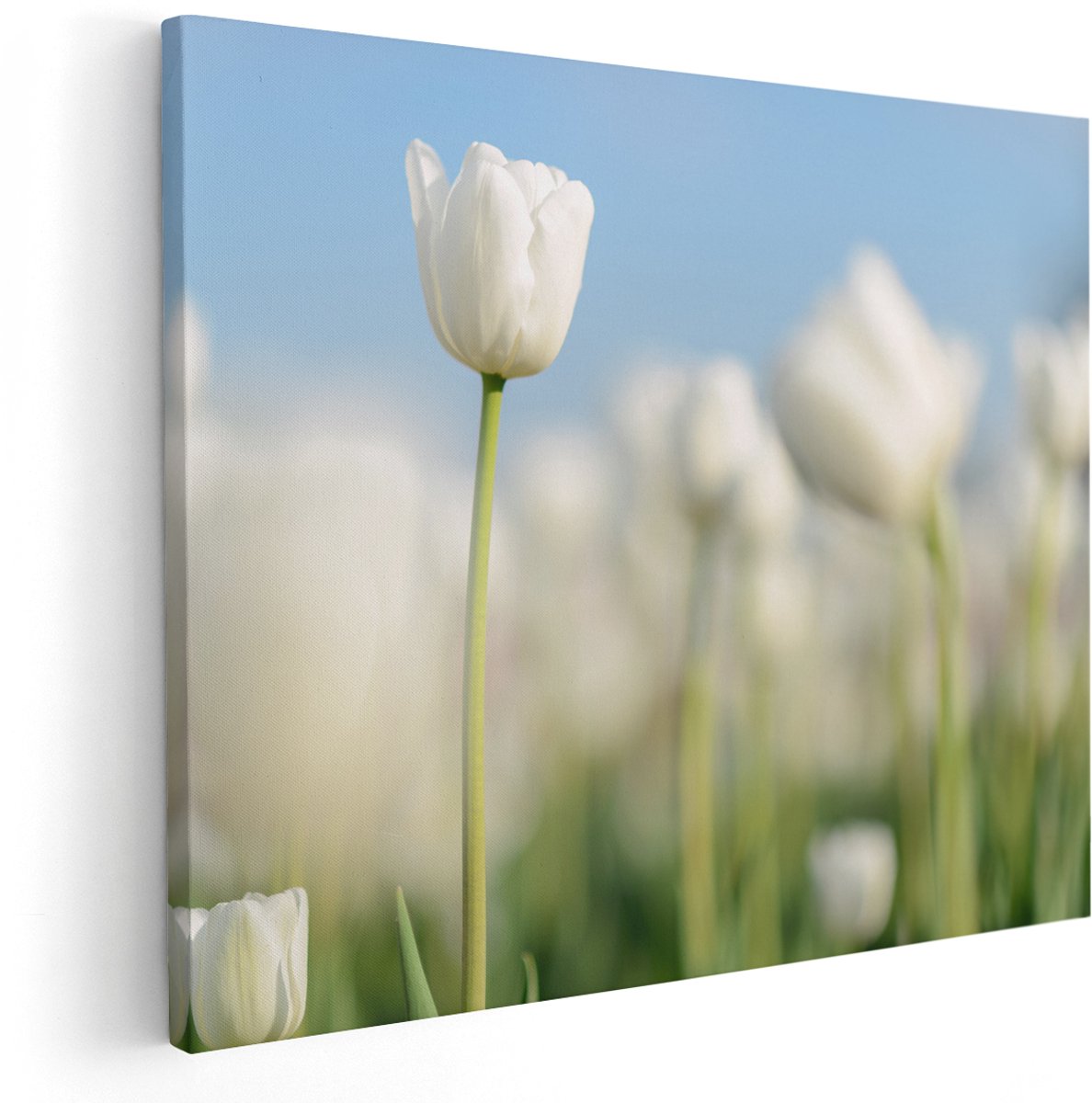 Artaza Canvas Schilderij Witte Tulpen - Bloemen - 150x120 cm - Groot - Wanddecoratie Woonkamer - Schilderijen - Muurdecoratie