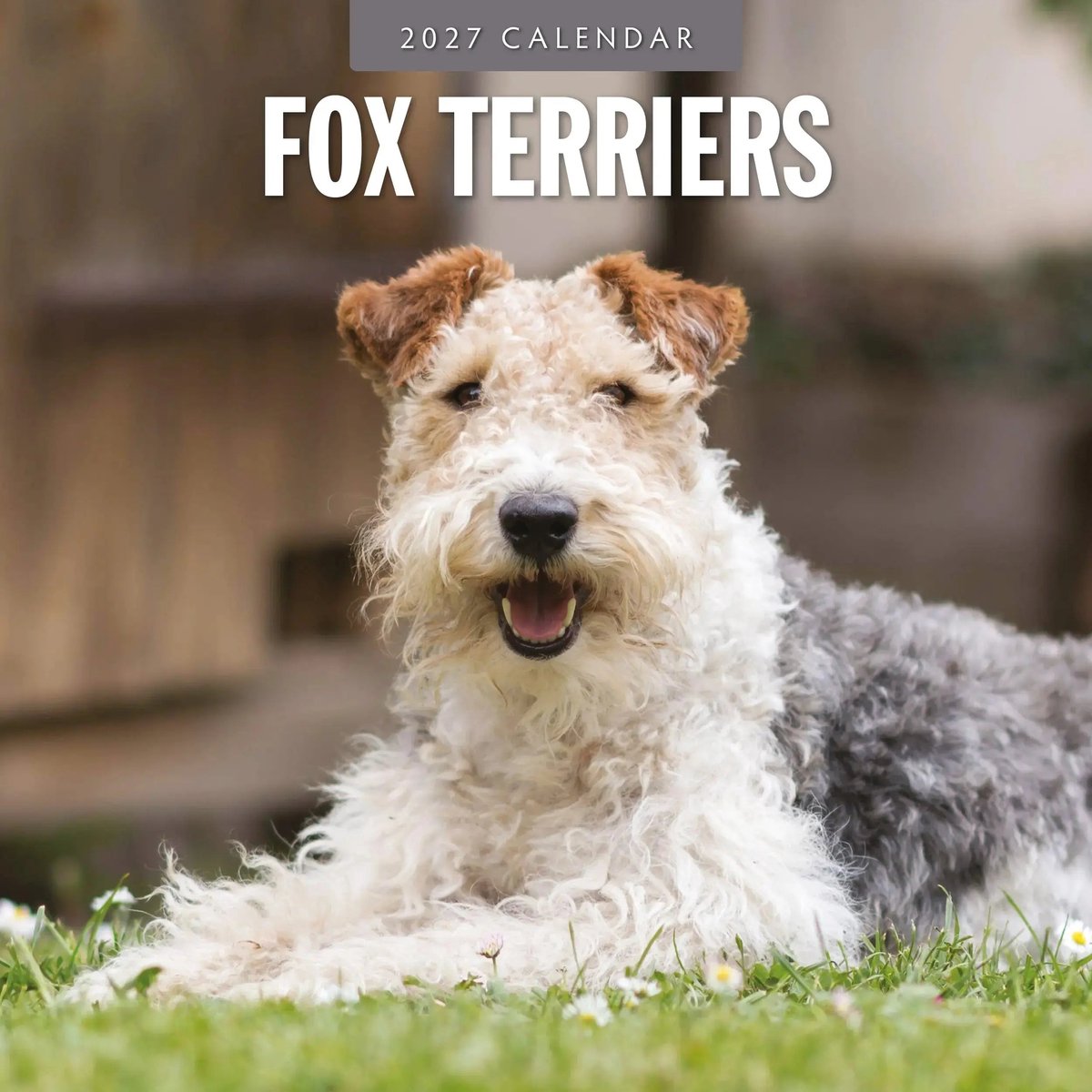 Fox Terrier Kalender 2027