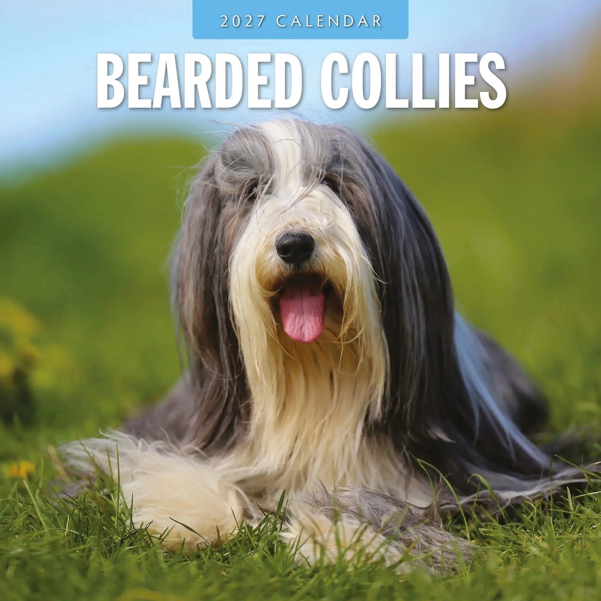 Bearded Collie Kalender 2027