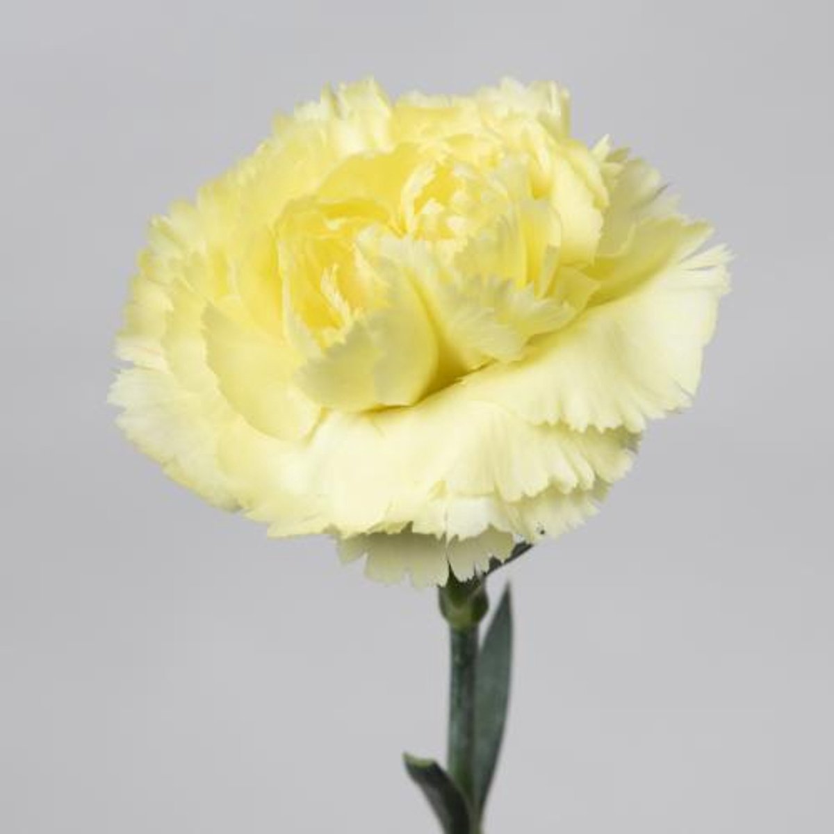 20x Dian.st.luiza 70cm