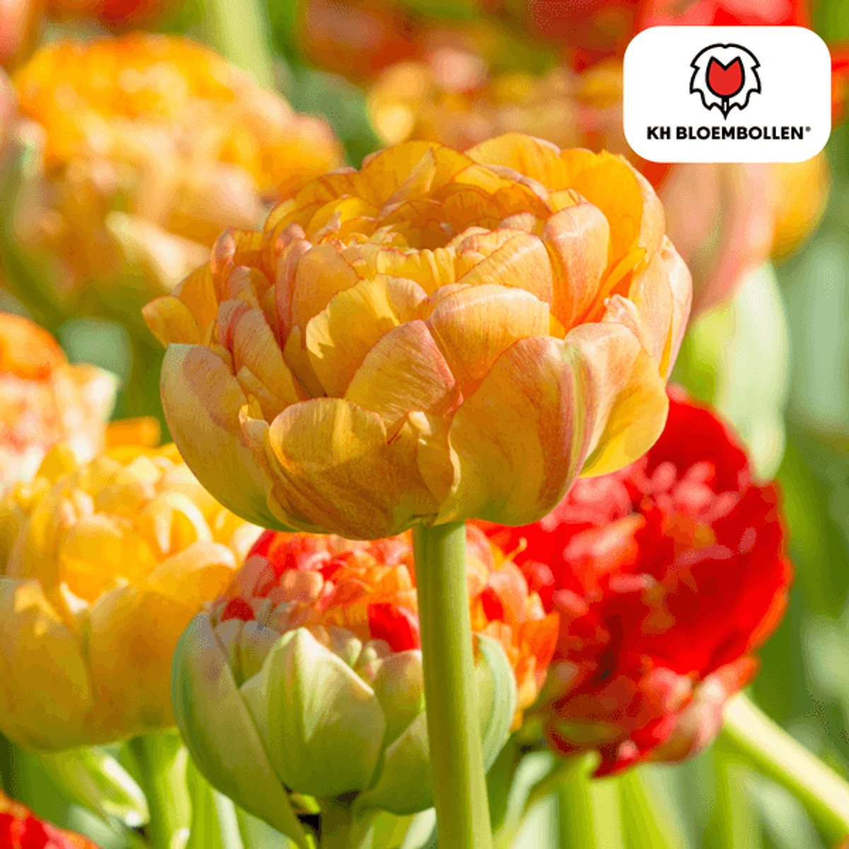 Tulpenbollen Gudoshnik Double – 20 Stuks | Geel, Oranje & Rode Dubbelbloemige Tulp – Pioenachtig & Kleurrijk – Voor Tuin of Pot – Maat 11/12 – Vers van de Teler