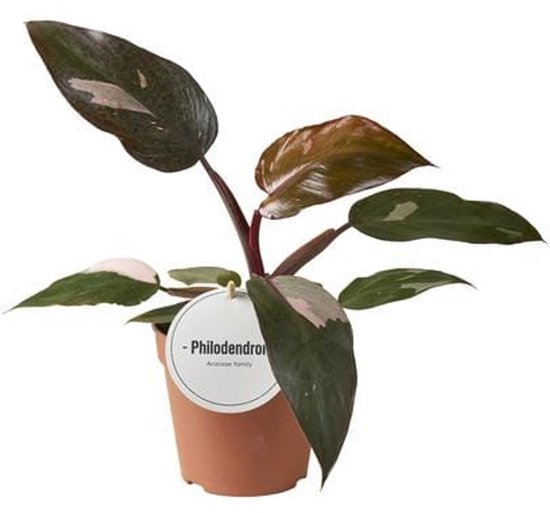 Philodendron Burgundy Princess - Ø12cm - 25cm