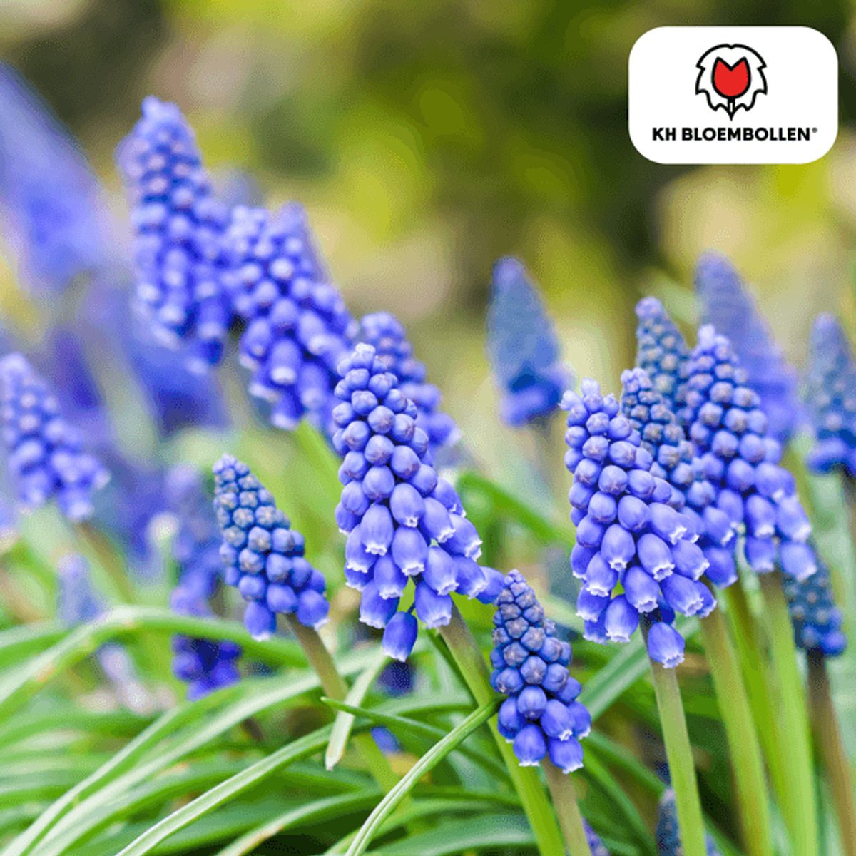Muscari Bleu Moon 20 stuks