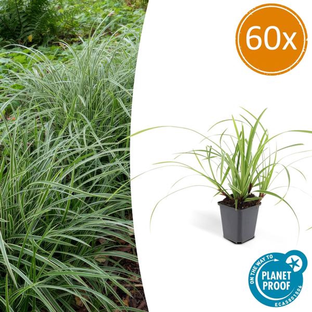 60x Carex morrowii 'Ice Dance' - 10-25cm - Ø9cm