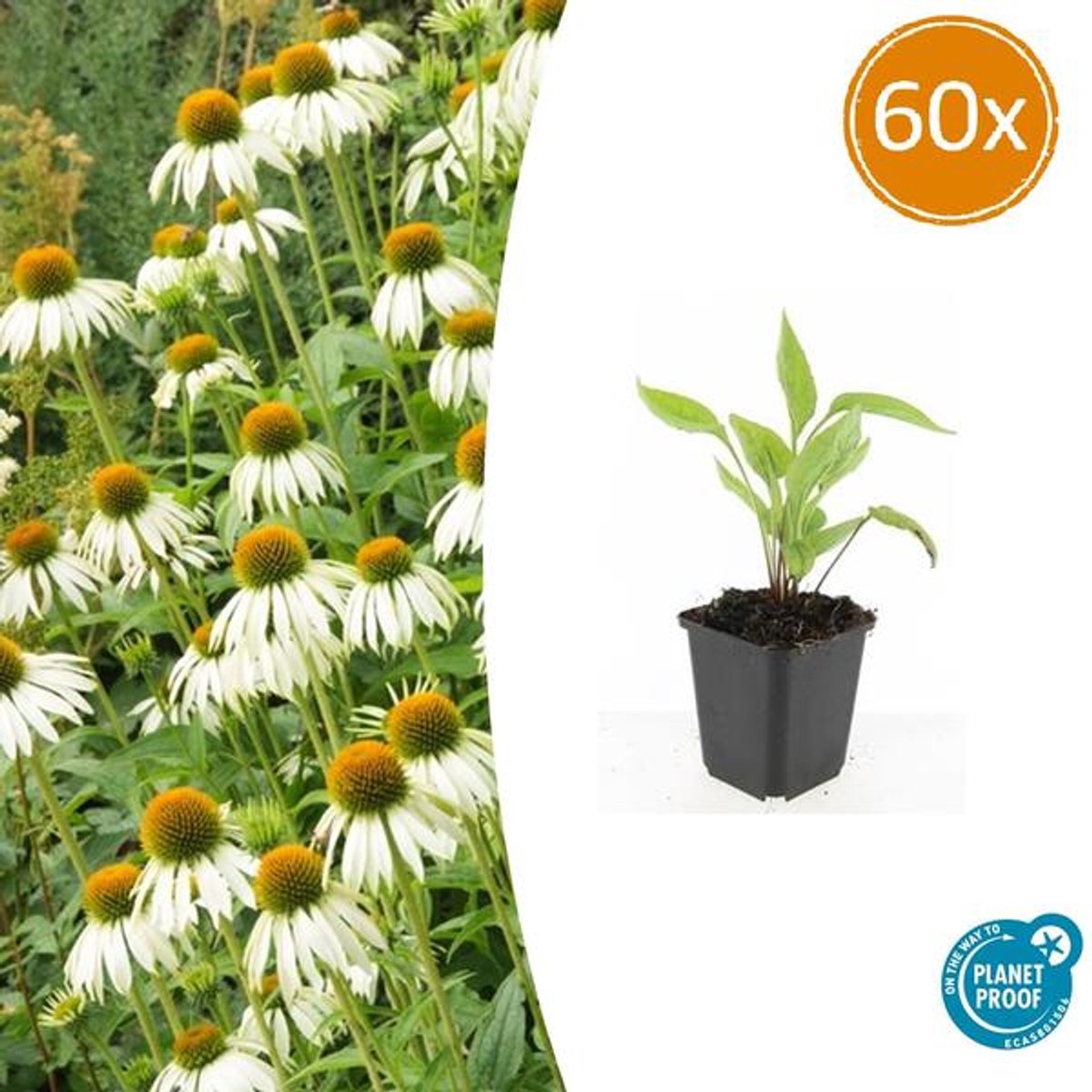 60x Echinacea p. 'White Swan' - 10-25cm - Ø9cm